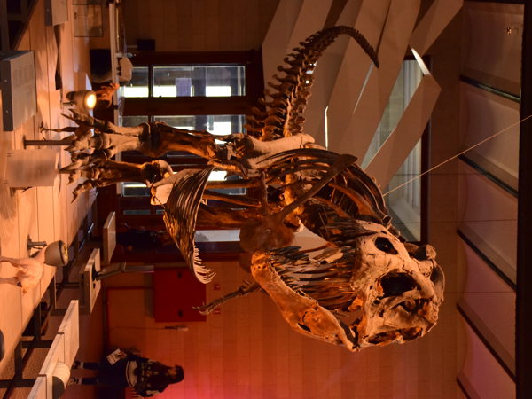 museum_of_natural_history_brussels
