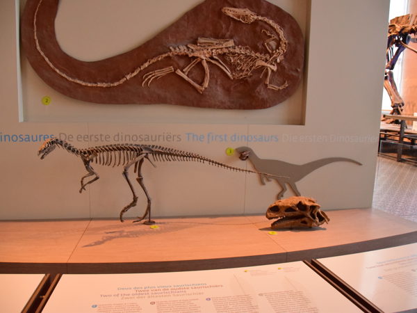 museum_of_natural_history_brussels