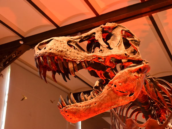 museum_of_natural_history_brussels
