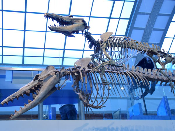 museum_of_natural_history_brussels