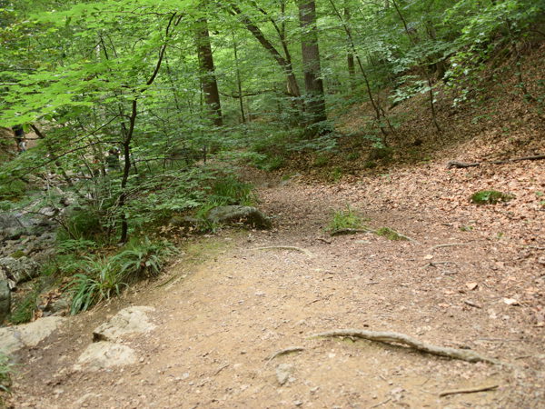 Ardennes_Ninglingspo_July2020
