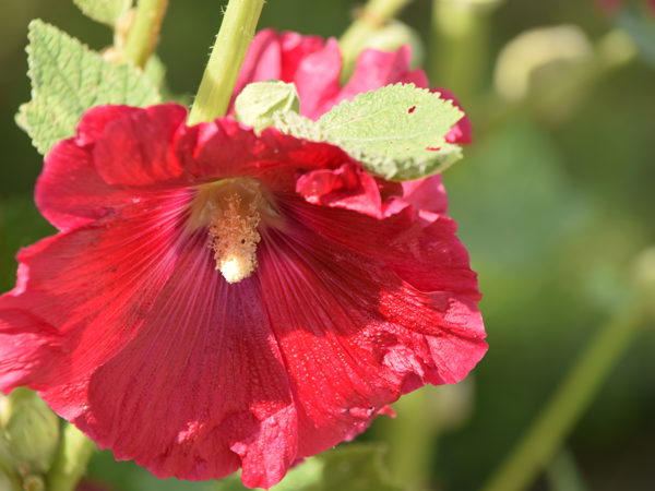 Botanical_Garden_Leuven_July_12_2020