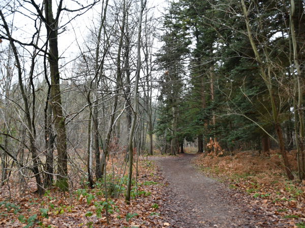 Heverleebos_Dec_12_2020