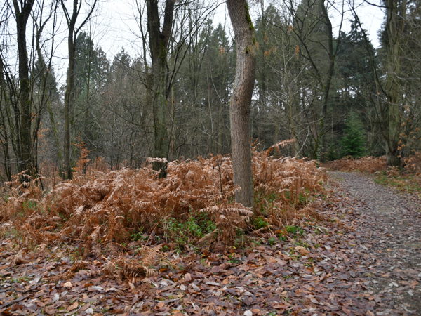 Heverleebos_Dec_12_2020