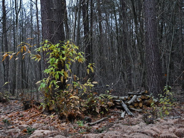 Heverleebos_Dec_12_2020