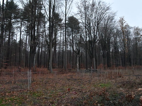 Heverleebos_Dec_12_2020