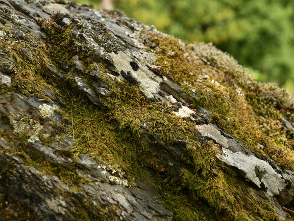 Le_Herou_Ardennes_25July2020