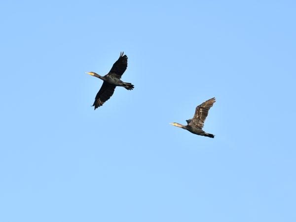 Nieuwpoort_20September2020