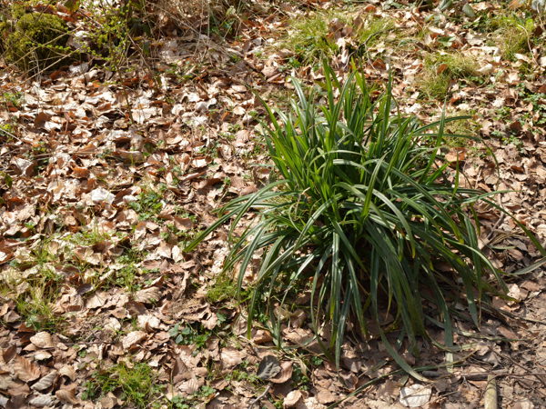 Woods-04Apr15