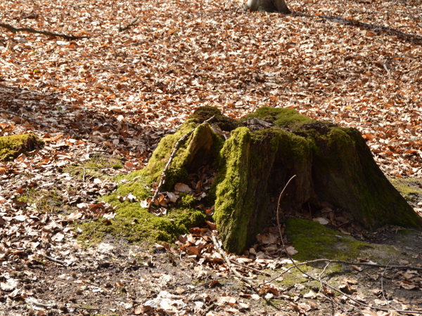 Woods-04Apr15