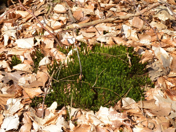 Woods-04Apr15