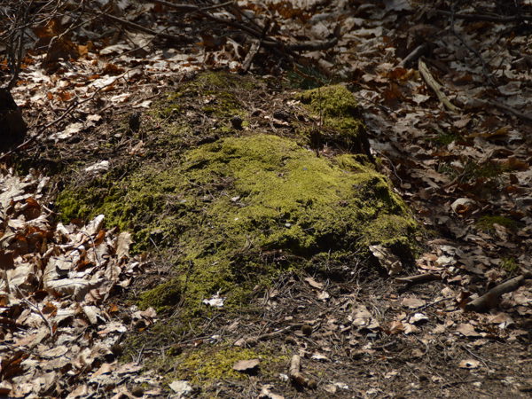 Woods-04Apr15
