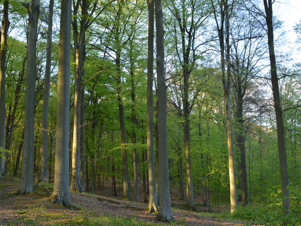 Woods01May15