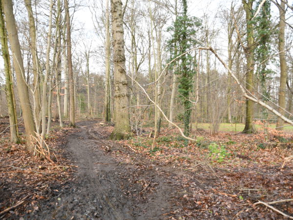 Woods_Everberg_01Jan2021