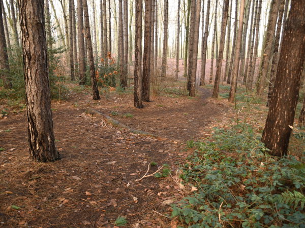 Woods_Everberg_01Jan2021