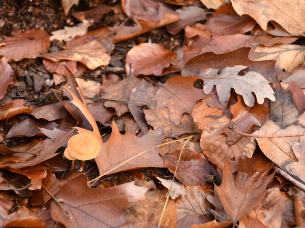 Woods_Everberg_01Jan2021