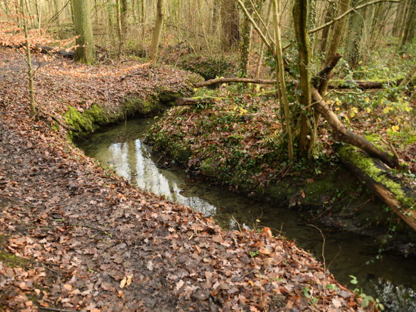Woods_Everberg_01Jan2021