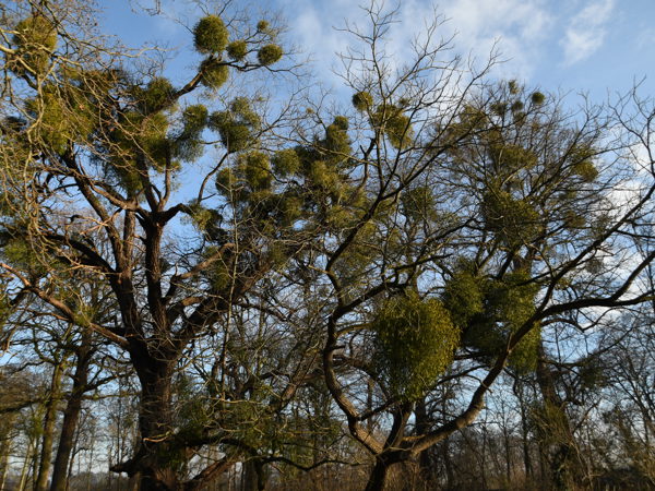 Woods_Everberg_01Jan2021