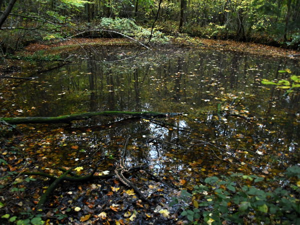 Zoete_Waters_Nov_01_2020